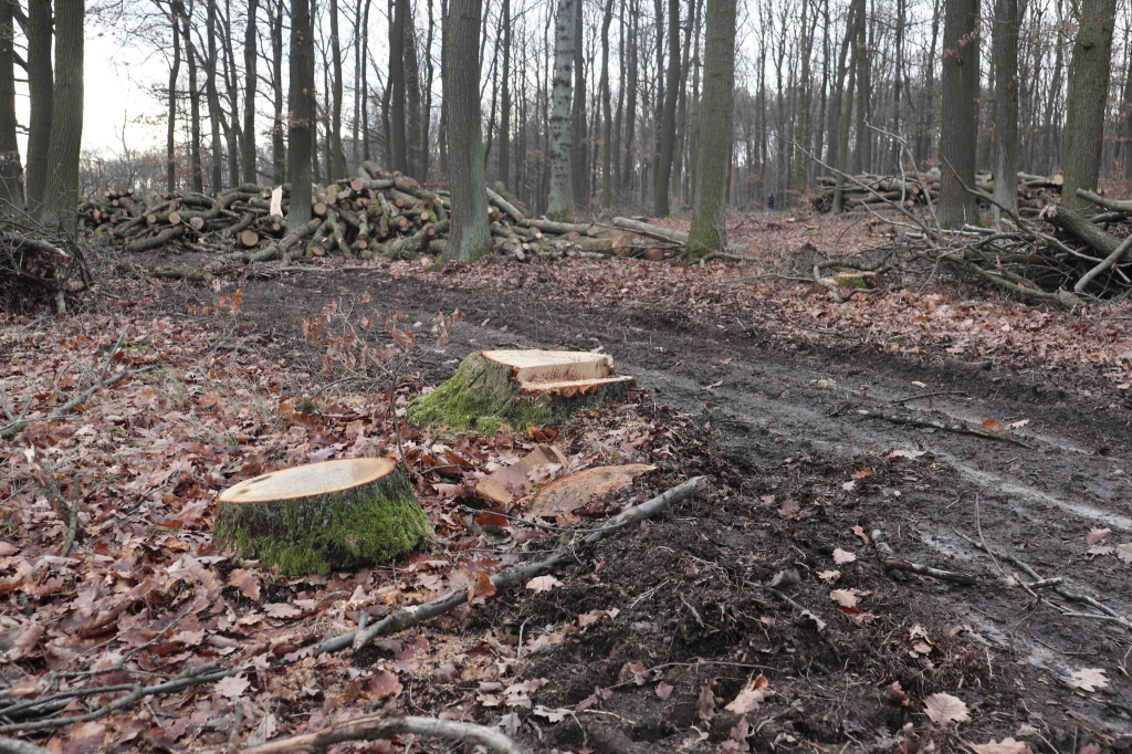 Těžba v přírodní rezervaci na Babě se musí přehodnotit, rozhodla Česká inspekce životního prostředí. Foto: ČSOP Klenice