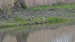Vítání ptačího zpěvu v Dolním Bousově s Pavlem Kverkem. Foto: Zdeněk Plešinger