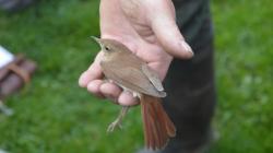 Vítání ptačího zpěvu v Dolním Bousově s Pavlem Kverkem. Foto: Zdeněk Plešinger