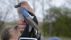 Vítání ptačího zpěvu v Dolním Bousově s Pavlem Kverkem. Foto: Zdeněk Plešinger