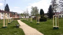 V Bakově nad Jizerou jsou nepřehlédnutelné nové výsadby stromů. Foto: město