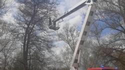 Kočka ve Veselé se dva dny nedokázala dostat ze stromu. Zachránili ji hasiči. Foto: HZS Středočeského kraje