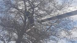 Kočka ve Veselé se dva dny nedokázala dostat ze stromu. Zachránili ji hasiči. Foto: HZS Středočeského kraje