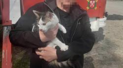 Kočka ve Veselé se dva dny nedokázala dostat ze stromu. Zachránili ji hasiči. Foto: HZS Středočeského kraje