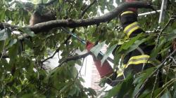 Mezi kuriózní zásahy středočeských hasičů v roce 2022 patřil i odchyt mývala v Mnichově Hradišti. Foto: HZS Středočeského kraje