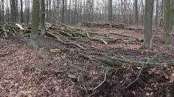 Těžba v přírodní rezervaci na Babě se musí přehodnotit, rozhodla Česká inspekce životního prostředí. Foto: ČSOP Klenice