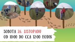 Mnichovo Hradiště obnovuje další cestu v krajině. Osmdesát ovocných stromů podél ní v sobotu zasadí dobrovolníci