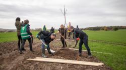 Výsadba 110 ovocných stromů kolem polních cest u Bud. Foto: ČSOP Klenice