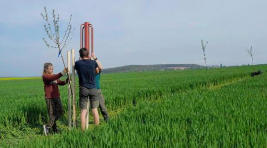 V sobotu 7. listopadu se můžete podílet na výsadbě stromů v Podolí