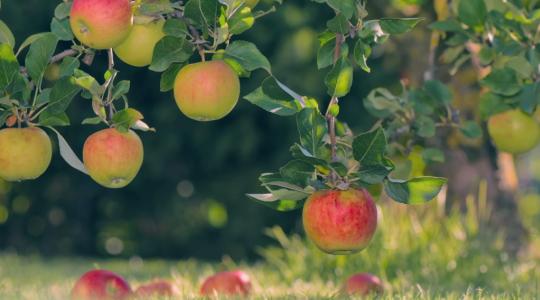 Jak chutnají jablka v zaniklých obcích Ralska? Dozvíte se 6. října odpoledne