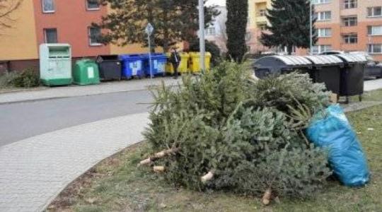 Starý vánoční stromek patří do sběrného dvora. V Mnichově Hradišti jej můžete odložit i ke kontejneru či popelnici. Foto: město Mnichovo Hradiště