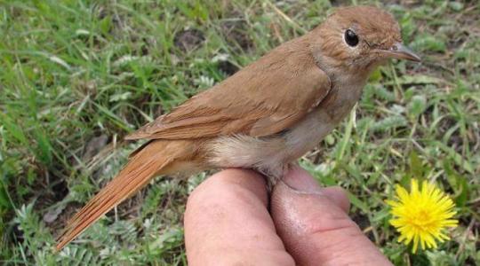 Ornitolog Pavel Kverek zve na Vítání ptačího zpěvu