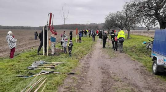 V sobotu 16. listopadu se sešla stovka dobrovolníků, aby vysadila 90 ovocných stromů v aleji mezi Hněvousicemi a Káčovem.​ Foto: Ondřej Kořínek, ČSOP Klenice