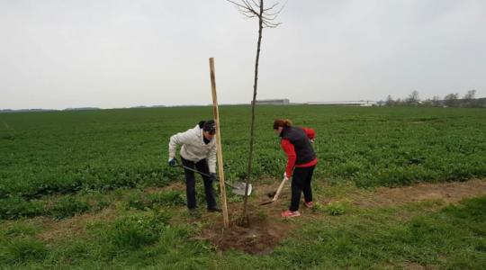 Ilustrační foto – výsadba stromů v Dolní Rokyté v dubnu 2019. Foto: Josef Malík