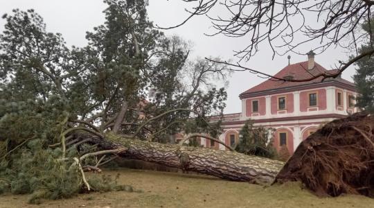 Zámecký park v Mnichově Hradišti přišel o svou dvousetletou dominantu. Foto: město Mnichovo Hradiště